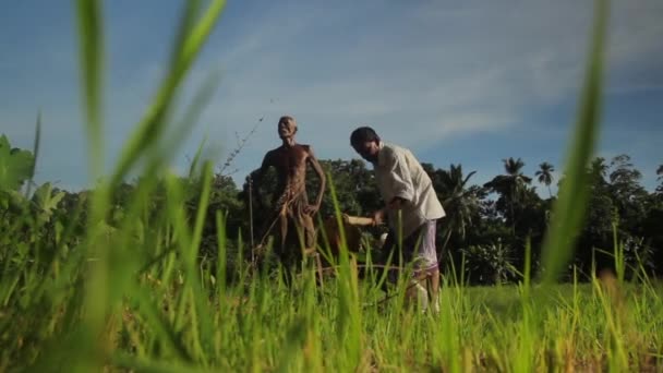 Hard werken in het veld. Sri Lanka. — Stockvideo