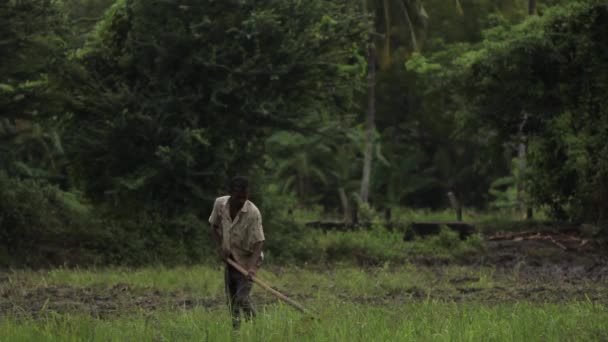 Tvrdá práce v terénu. Srí Lanka. — Stock video