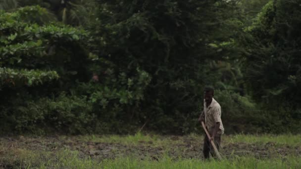 Hard werken in het veld. Sri Lanka. — Stockvideo