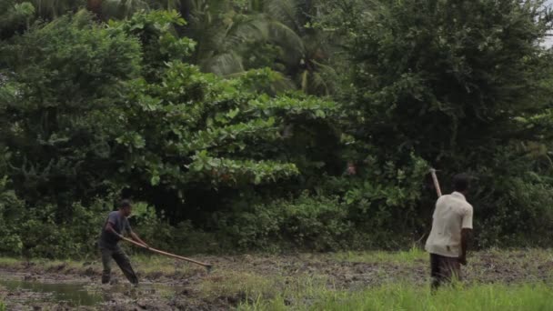 Hårt arbete ute på fältet. Sri Lanka. — Stockvideo