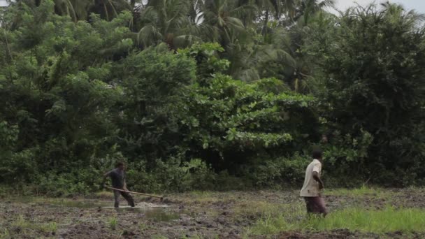 Harte Arbeit auf dem Feld. sri lanka. — Stockvideo