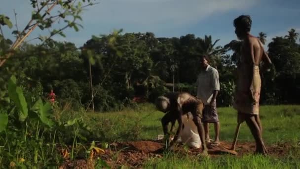 Harte Arbeit auf dem Feld. sri lanka. — Stockvideo