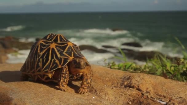 Deniz kıyısındaki kaplumbağa, yakın plan. Sri Lanka. Asya — Stok video