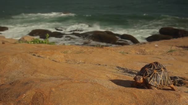 Sköldpadda på havsstranden närbild. Sri Lanka. Asien — Stockvideo