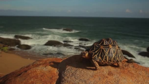 Żółw na brzegu oceanu zbliżenie. Sri Lanka. Azja — Wideo stockowe
