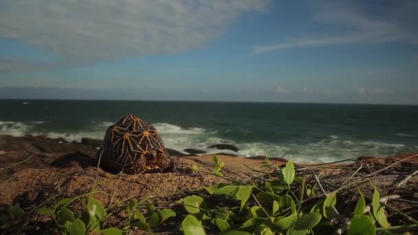 Sköldpadda på havsstranden närbild. Sri Lanka. Asien — Stockvideo