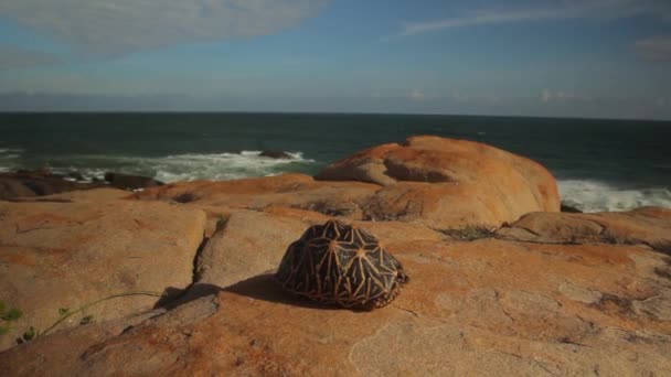 Schildkröte auf der Küste Ozean aus nächster Nähe. sri lanka. Asien — Stockvideo