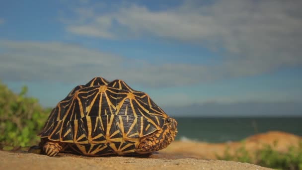 Želva na pobřeží oceánu zblízka. Srí Lanka. Asie — Stock video