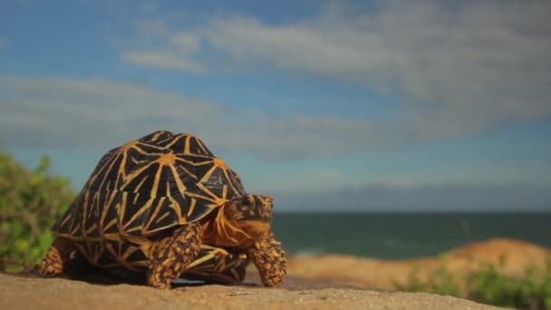 Żółw na brzegu oceanu zbliżenie. Sri Lanka. Azja — Wideo stockowe