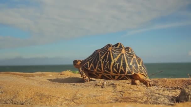 Deniz kıyısındaki kaplumbağa, yakın plan. Sri Lanka. Asya — Stok video
