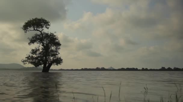Árbol solitario en el lago. Sri Lanka paisaje. Países Bajos — Vídeo de stock