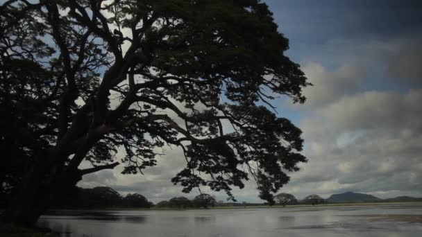 Copac singuratic în lac. Peisaj Sri Lanka. Asia — Videoclip de stoc