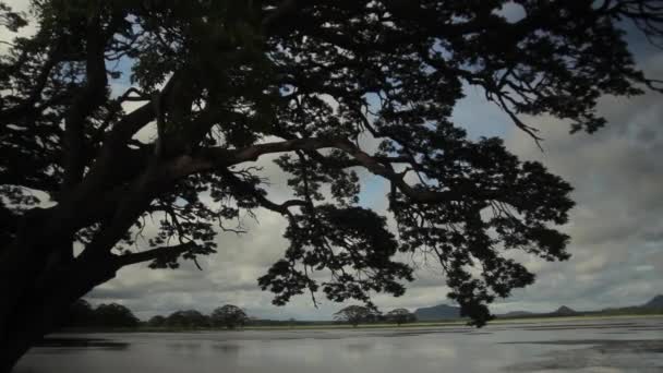 Arbre solitaire dans le lac. Paysage du Sri Lanka. Asie — Video