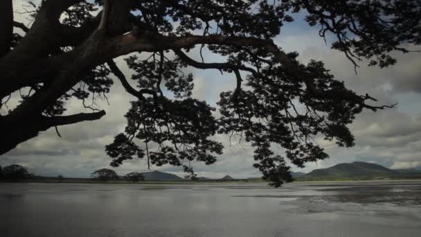 Lonely tree in the lake. Sri Lanka landscape. Asia — Stock Video