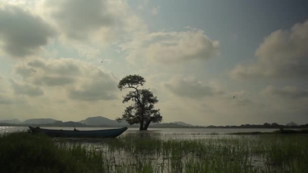 Samotne drzewo w jeziorze. Krajobraz Sri Lanki. Azja — Wideo stockowe