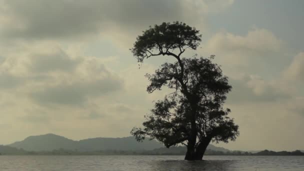 Árbol solitario en el lago. Sri Lanka paisaje. Países Bajos — Vídeos de Stock