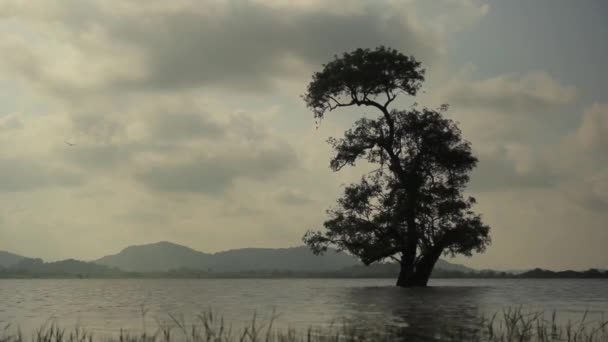 Árbol solitario en el lago. Sri Lanka paisaje. Países Bajos — Vídeos de Stock