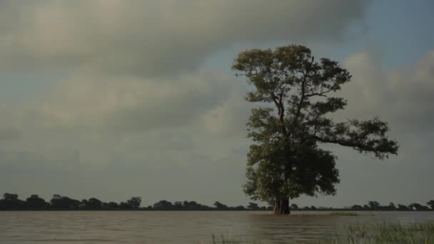 湖の中の孤独な木。スリランカの風景。アジア — ストック動画