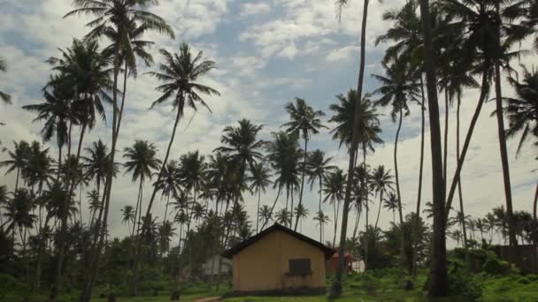 Landschap van Sri Lanka. Palmbomen. Azië — Stockvideo