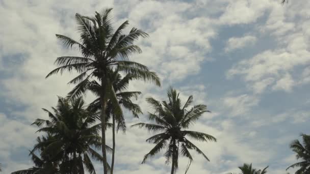 Paisaje de Sri Lanka. Palmeras. Países Bajos — Vídeos de Stock