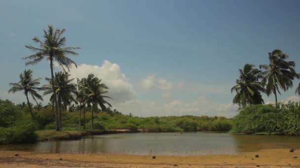 Paisaje de Sri Lanka. Palmeras. Países Bajos — Vídeos de Stock