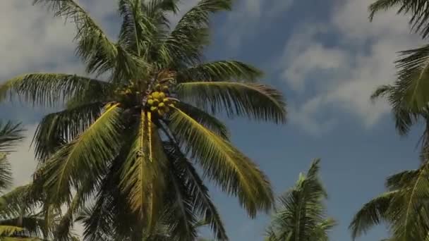 Sri Lanka manzarası. Palmiye ağaçları. Asya — Stok video