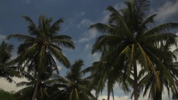 Paesaggio dello Sri Lanka. Palme. Asia — Video Stock