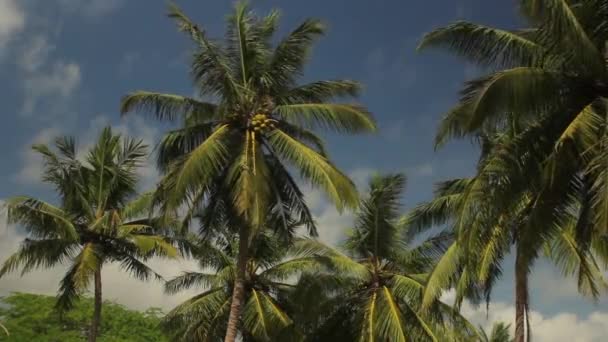 Paisaje de Sri Lanka. Palmeras. Países Bajos — Vídeos de Stock