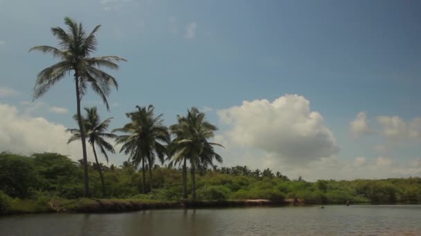 Landschap van Sri Lanka. Palmbomen. Azië — Stockvideo