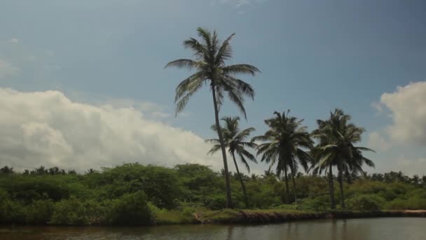 Landschap van Sri Lanka. Palmbomen. Azië — Stockvideo