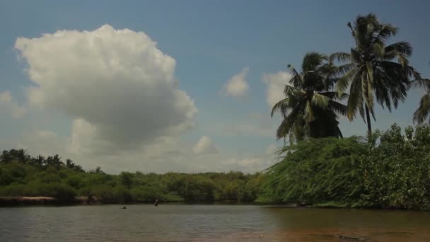 Landschap van Sri Lanka. Palmbomen. Azië — Stockvideo