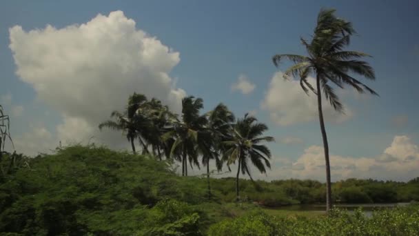 Srí Lanka tájképe. Pálmafák. Ázsia — Stock videók