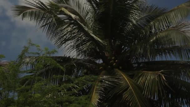 Sri Lanka manzarası. Palmiye ağaçları. Asya — Stok video