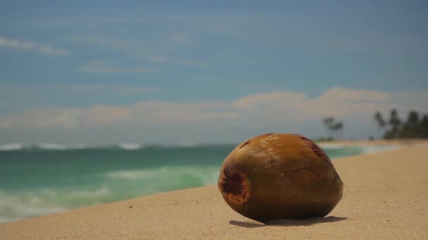 Kokosový ořech na pláži u oceánu. Srí Lanka — Stock video