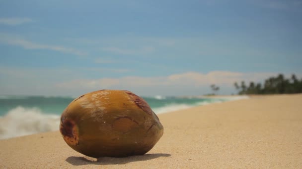 Kokos na plaży nad oceanem. Sri Lanka — Wideo stockowe