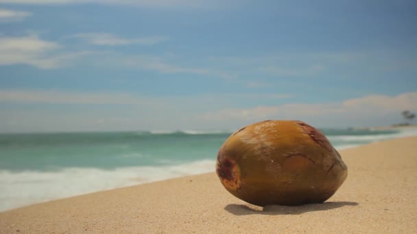 Okyanus kıyısındaki sahilde hindistan cevizi. Sri Lanka — Stok video