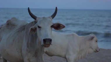 Sri Lanka 'nın sembolü. Sahildeki inek.