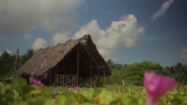 Lonely hut in the jungle. Sri Lanka. Asia. — Stock Video