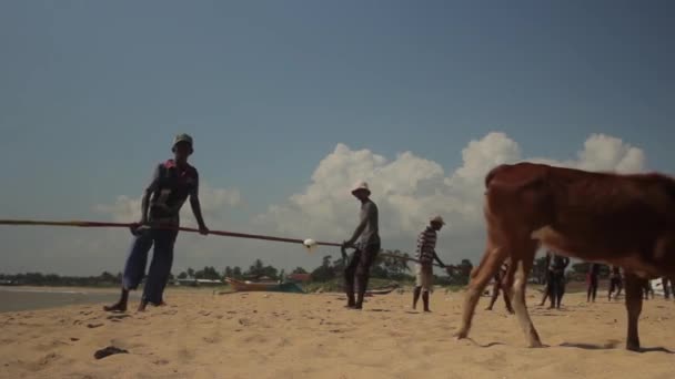 Rybaření v síti na Srí Lance na pláži u moře — Stock video