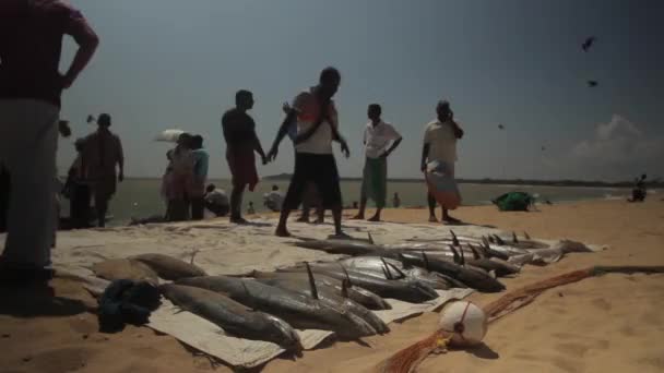 Rybaření v síti na Srí Lance na pláži u moře — Stock video