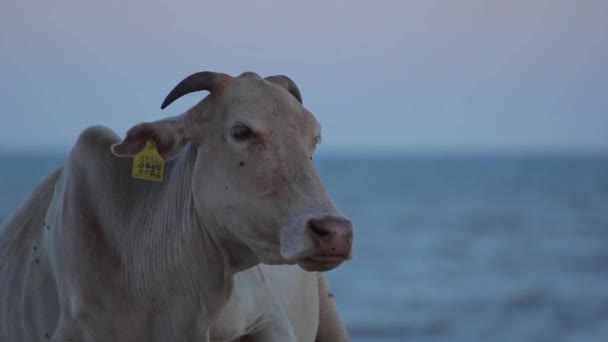 Het symbool van Sri Lanka. Koe op het strand. — Stockvideo