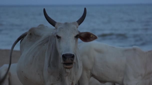 Symbol Srí Lanky. Kráva na pláži. — Stock video