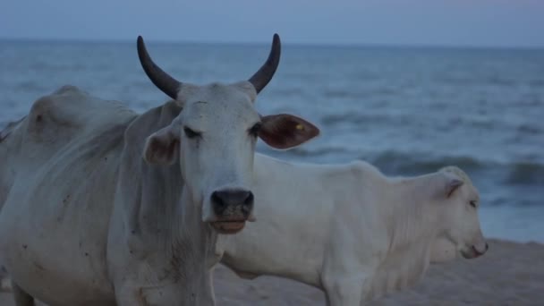 Symbol Srí Lanky. Kráva na pláži. — Stock video