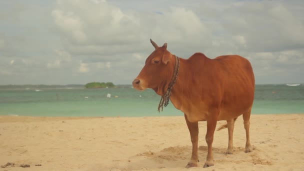 Das Symbol der sri lanka. Kuh am Strand. — Stockvideo