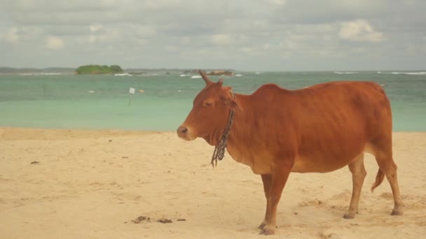 Het symbool van Sri Lanka. Koe op het strand. — Stockvideo