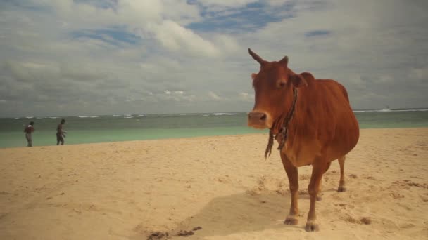 Het symbool van Sri Lanka. Koe op het strand. — Stockvideo