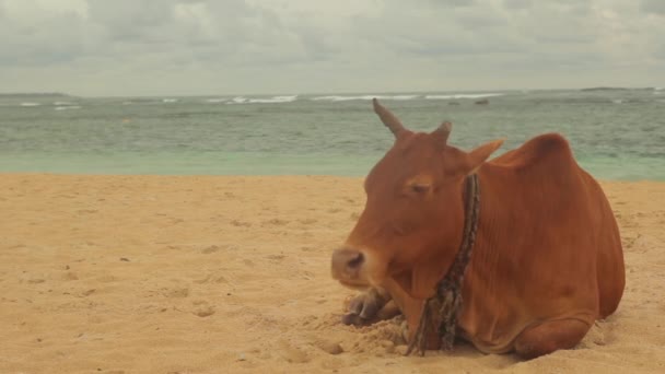 Het symbool van Sri Lanka. Koe op het strand. — Stockvideo