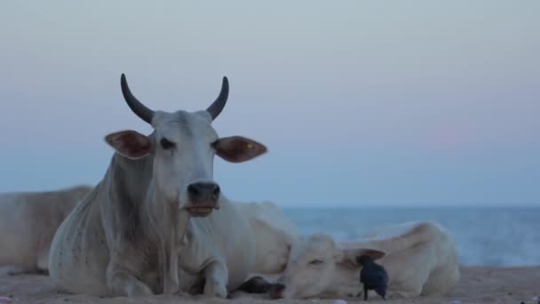 Το σύμβολο της Σρι Λάνκα. Αγελάδα στην παραλία. — Αρχείο Βίντεο