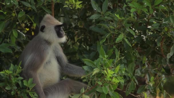 Dieren van Sri Lanka. Aap in de jungle. Close-up. — Stockvideo