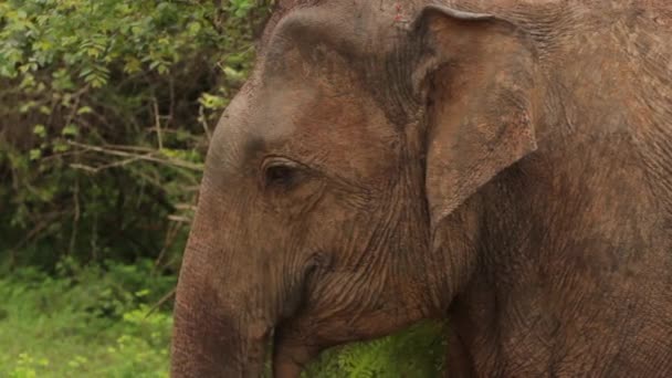Dieren van Sri Lanka. Olifant in de jungle. Close-up. — Stockvideo